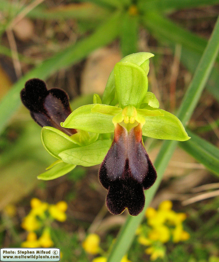 Ophrys iricolor subsp. eleonorae / Valles' Rainbow Bee Orchid / Dubbiena ta\' Tuneż